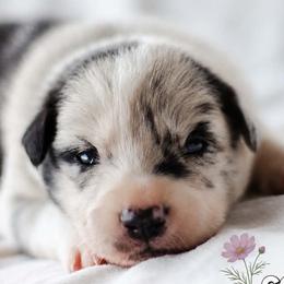 Cosmos - Blue merle male Border Collie puppy in Opelousas, Louisiana from Zahara Border Collies