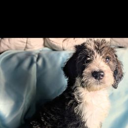 Domino - Merle female Double Doodle puppy in Rockville, Missouri from Parker's Alpine Sheepadoodles