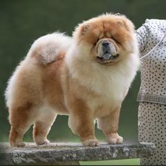 Winnie - Chow Chow