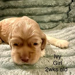Ivy - Buff female Cocker Spaniel puppy in Sumter, South Carolina from Cocker Eclipse In Home Kennel