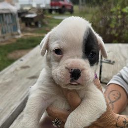 Boxer Puppies from Hunts Boxers