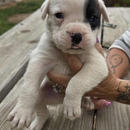 Boxer Puppies from Hunts Boxers