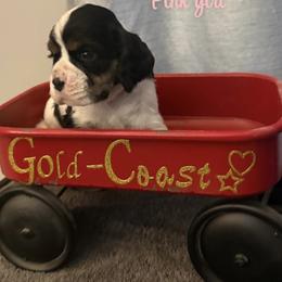 Pink collar , girl 3 - Black white and tan female Cocker Spaniel puppy in Boca Raton, Florida from Gold-Coast Cockers
