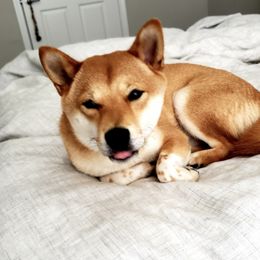 Shiba Inu from Hollywood Shibas