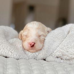 Halo, Boy - Yellow and white male Bernedoodle puppy in Maricopa, Arizona from Desert Ridge Doodles