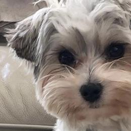 Biewer Terriers, Miniature Schnauzers, Morkies, and Yorkshire Terriers from Blue Ridge Mountain Puppies
