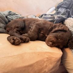 Boykin Spaniel Puppies from D&T Boykin Spaniels