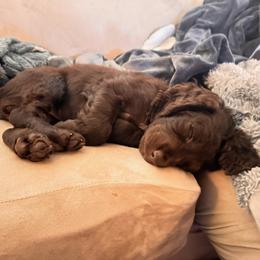 Boykin Spaniel Puppies from D&T Boykin Spaniels