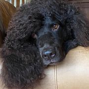Irish Water Spaniels from Realta Irish Water Spaniels