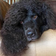 Irish Water Spaniels from Realta Irish Water Spaniels