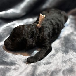 Minerva (Minnie) - Black female Poodle puppy in Batesville, Indiana from KG Poodle Haus