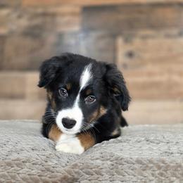 Stone - Black tri male Miniature Australian Shepherd puppy in Killen, Alabama from Wilkers Wholehearted Mini Aussies
