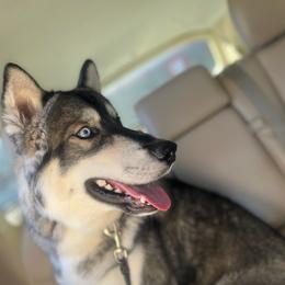 Siberian Husky Puppies from Arctic Circle Kennels