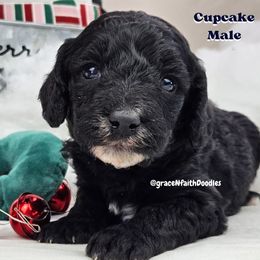 Goldendoodle and Labradoodle Puppies from Grace N Faith Doodles