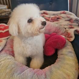 Girl 1 - White and buff female Bichon Frise puppy in Chatham, Illinois from Bichon Frise Partnership