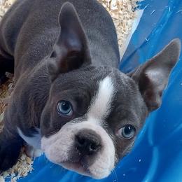 Boston Terrier Puppies from SB Bostons