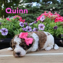 Quinn - Brown and white female Bernedoodle puppy in Heyworth, Illinois from Cobble Creek Puppies
