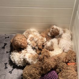 Goldendoodles from Brecknock Doodles
