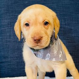 Labrador Retriever Puppies from Bush Hill Labradors