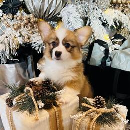 Bellamy - Sable female Pembroke Welsh Corgi puppy in Cashion, Oklahoma from Shabby Chic Corgis