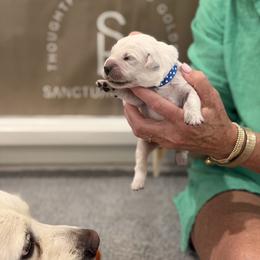 Mr. Blue-Dot - Light golden male Golden Retriever puppy in Fresno, California from Sanctuary Ranch Goldens