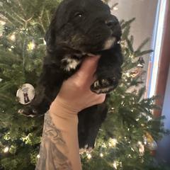 Pick 5 - female Golden Mountain Dog puppy in Montrose, Michigan from Spraggins Sweet Acres