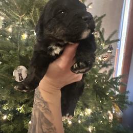 Pick 5 - female Golden Mountain Dog puppy in Montrose, Michigan from Spraggins Sweet Acres