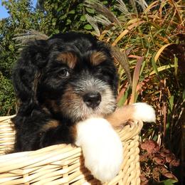 Bernedoodle, Goldendoodle, and Sheepadoodle Puppies from Country Meadow Doodles