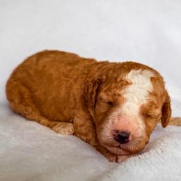 Simon-Peter - Apricot male Goldendoodle puppy in Urbana, Illinois from ZaraDoodles