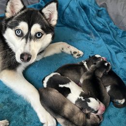Pomsky Puppies from Zoeys Little Pomsky