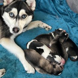 Pomsky Puppies from Zoeys Little Pomsky