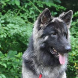 Berger Blanc Suisse and Shiloh Shepherd All Grown Up from MountainTop Shepherds