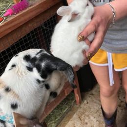 Dalmatian and Labrador Retriever Puppies from ECMO Farm Dalmatians & ECMO Farm Fox Red Labs