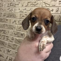 Honey - Piebald female Dachshund puppy in Athens, Texas from County Road Puppies