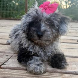 Bubbles - female Corgipoo puppy in Garland, Texas from Brewer's Doodles and French Bulldogs