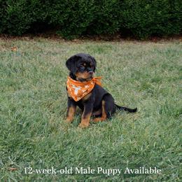 Unkas - Black and mahogany male Rottweiler puppy in Springfield, Tennessee from Golden valley Rotweillers