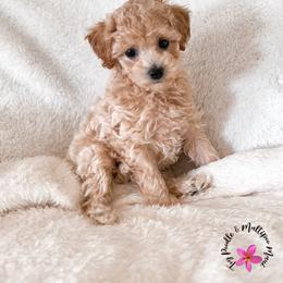 Brie - Cream female Maltipoo puppy in Kula, Hawaii from Toy Poodle & Maltipoo Maui