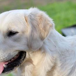 Oakley - Golden Retriever