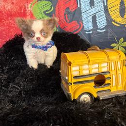 Queso - Blue and white male Chihuahua puppy in Gloucester, Virginia from Charlotte's Web of Chihuahuas