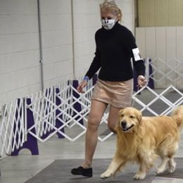 Golden Retriever Puppies from Mountain Bay Goldens