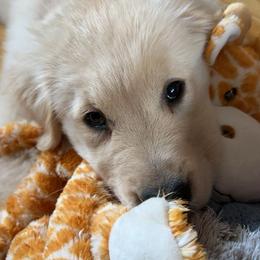 Golden Retriever Puppies from Landin Doner