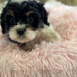 Cavapoo and Shihpoo Puppies from Haus of Doodles