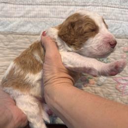 Merle (Haggard) - Parti male Goldendoodle puppy in Eagleville, Tennessee from Nash Doodles
