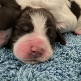 Teton - Liver and white male English Springer Spaniel puppy in Roland, Iowa from Hurds Hound Haven
