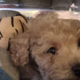 Aussiedoodle, Poodle, and Toy Australian Shepherd Puppies from Heartland Ranch