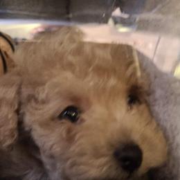 Aussiedoodle, Poodle, and Toy Australian Shepherd Puppies from Heartland Ranch