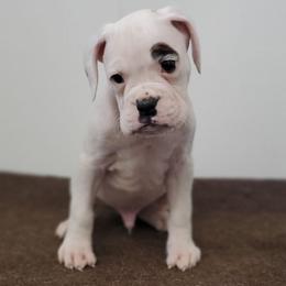 Jase - White male Boxer puppy in Newville, Pennsylvania from Zimmerman's Pets