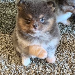 Fozzie - Blue merle male Pomeranian puppy in Kilgore, Texas from 5 Star Poms