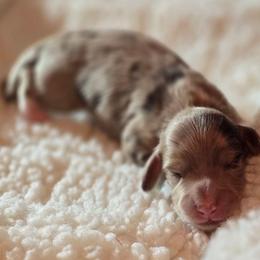 Spot - Chocolate and cream male Dachshund puppy in Oklahoma City, Oklahoma from OkieDoxieland Dachshunds