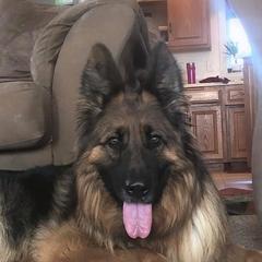 German Shepherds from Old Souls' German Shepherds